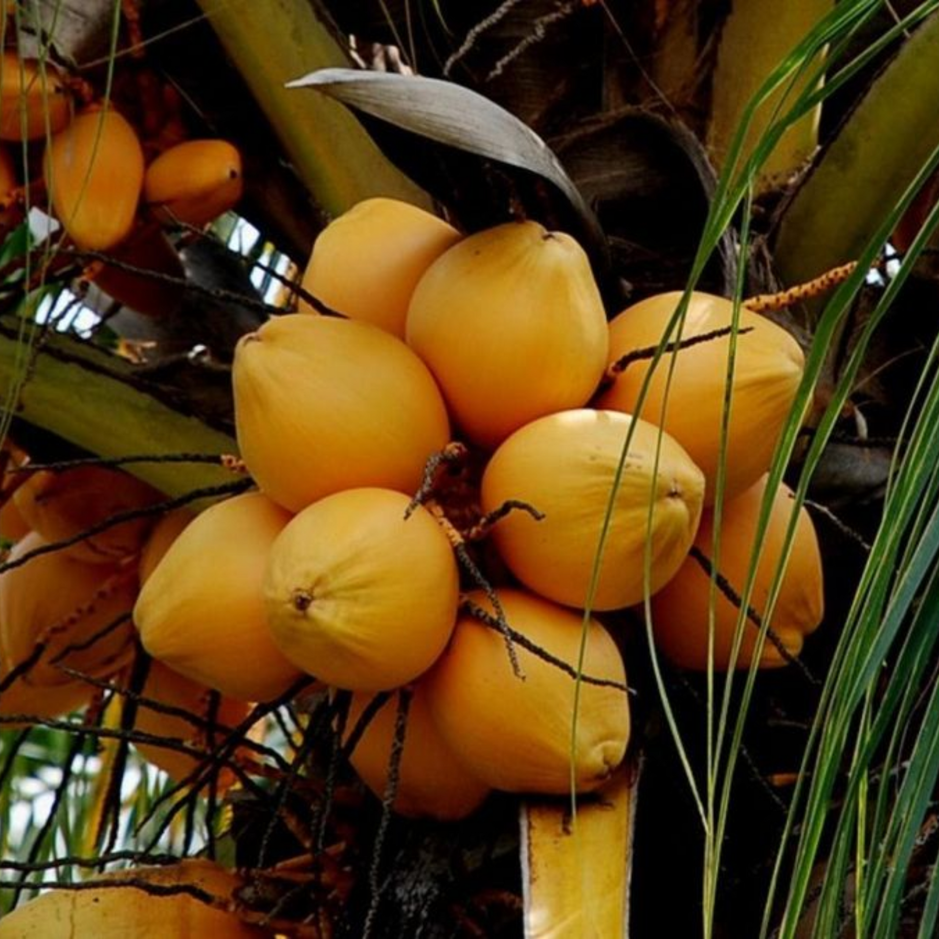 Golden Coconut Hybrid Malay Dwarf Orange Coconut Live Seedling Plant