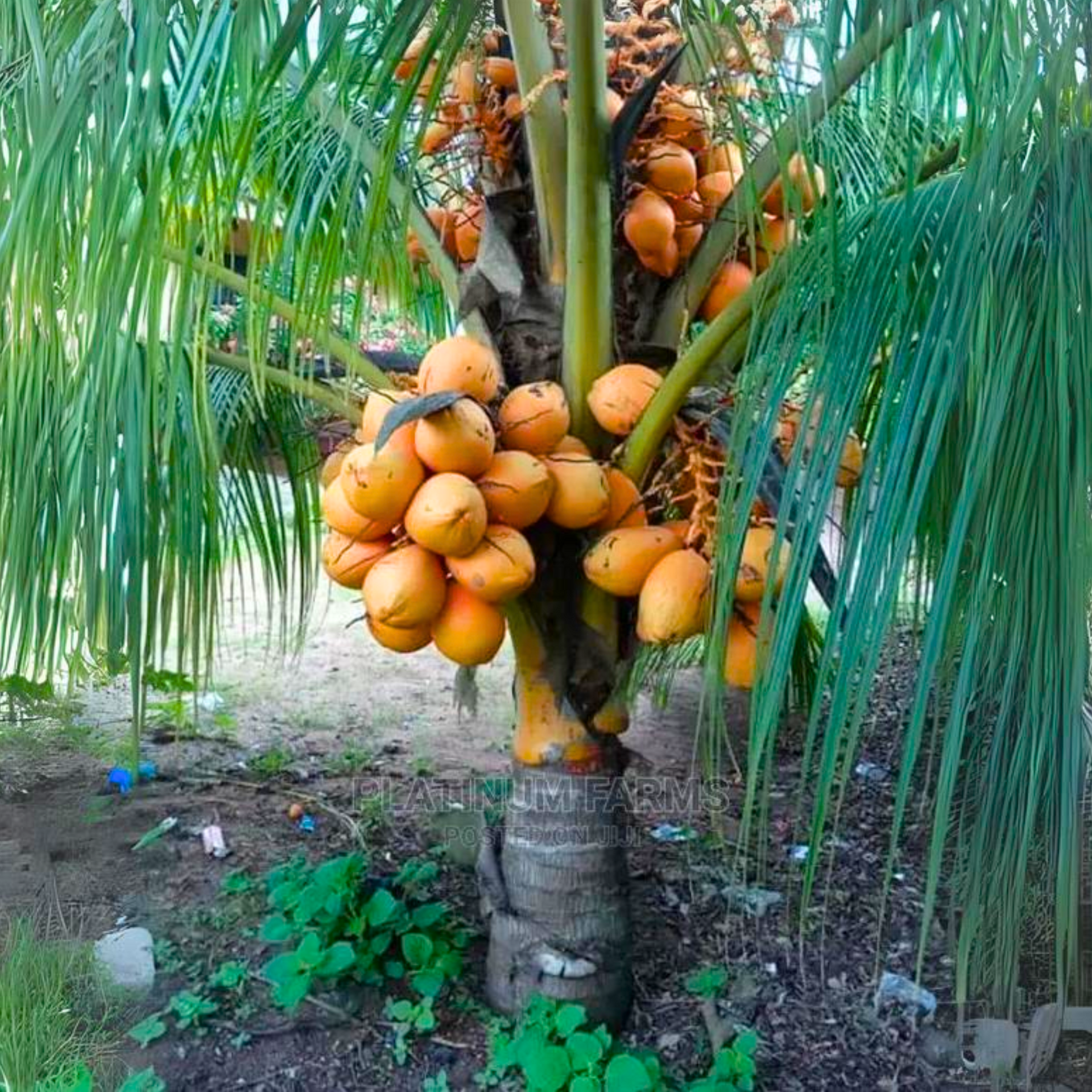 Golden Coconut Hybrid Malay Dwarf Orange Coconut Live Seedling Plant