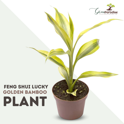 fengsui lucky golden bamboo Dracaena sanderiana live plant