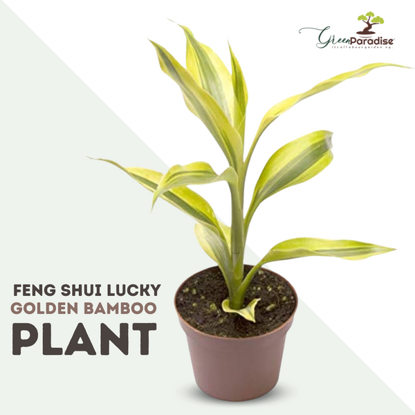 fengsui lucky golden bamboo Dracaena sanderiana live plant