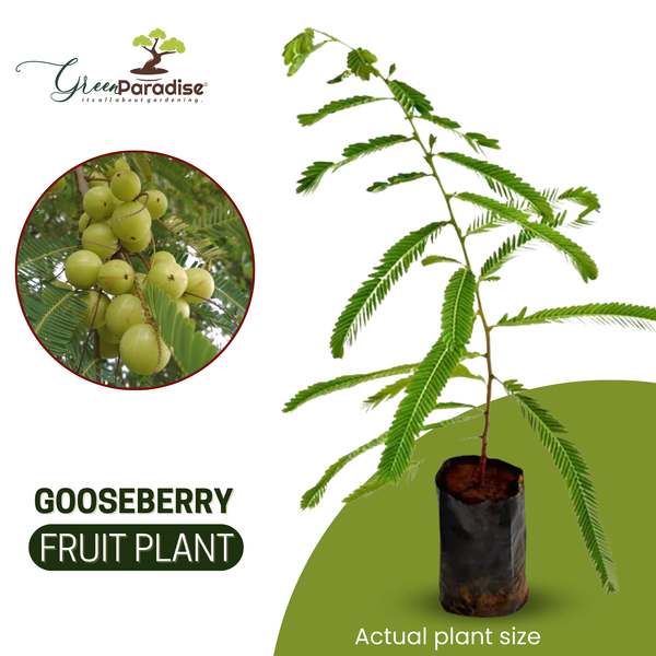 Awla Live Plant (GooseBerry)