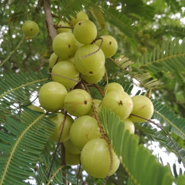 Awla Live Plant (GooseBerry)