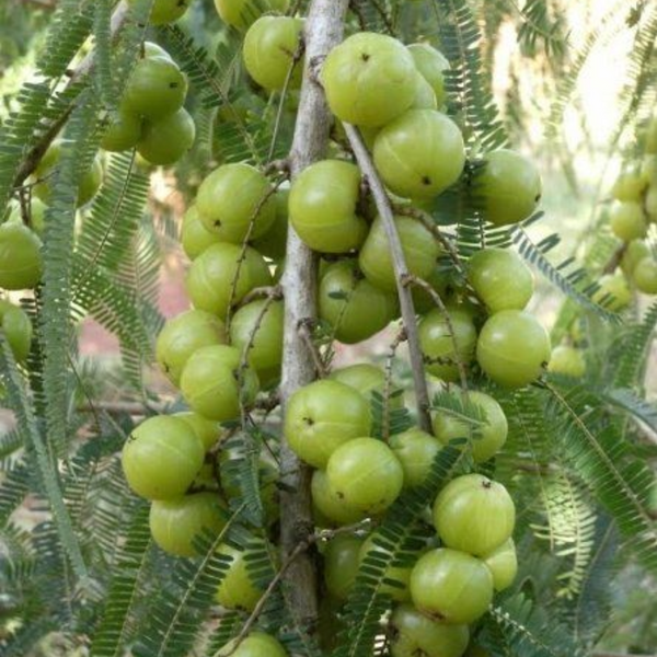 Awla Live Plant (GooseBerry)
