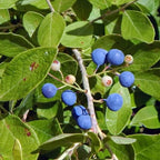 Green Paradise® Ek mukhi rudraksha plant