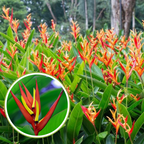 Heliconia Plant Bulbs Heliconia mathiasiae 'Mildred' 7 bulbs-Green Paradise Live