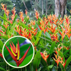 Heliconia Plant Bulbs Heliconia mathiasiae 'Mildred' 7 bulbs-Green Paradise Live