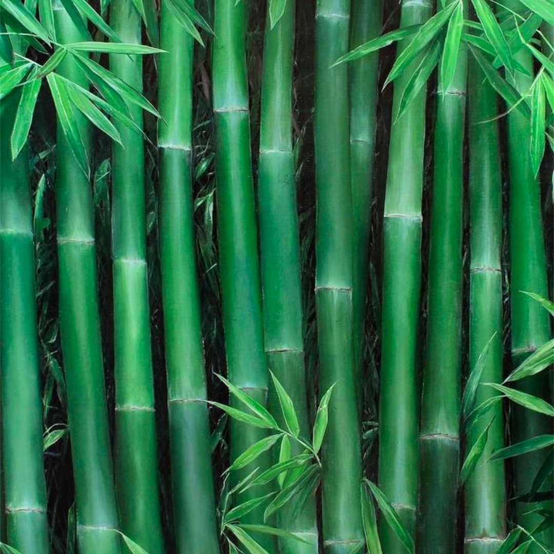 Green Paradise® Green Bambusa (Bamboo) Live Plant