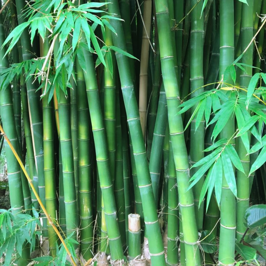 Green Paradise® Green Bambusa (Bamboo) Live Plant