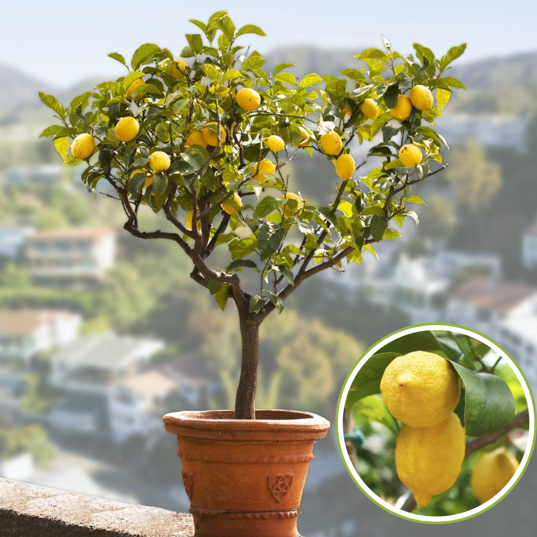 Green Paradise Italian Lemon Fruit Live Plant