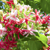 Green Paradise Madhumalati Creeper Double Petal Plant - Buy Online and Transform Your Garden