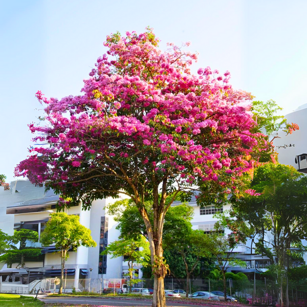 Green Paradise Tabebuia rosea  Pink Trumpet Tree