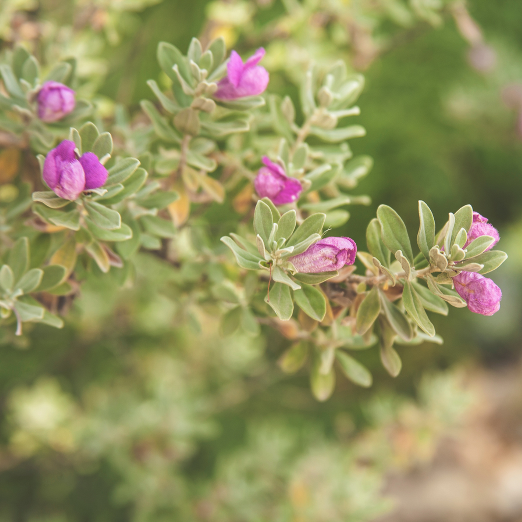 Nikotia Leucophyllum Texas Sage Live Plant