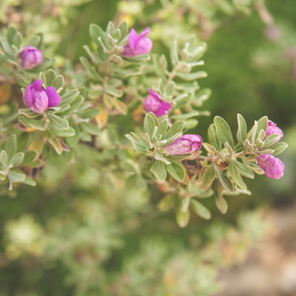 Nikotia Leucophyllum Texas Sage Live Plant