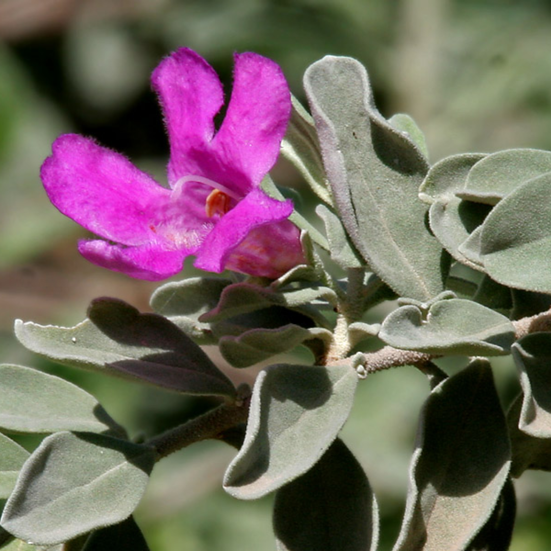 Nikotia Leucophyllum Texas Sage Live Plant ( Set of 2 Plants)