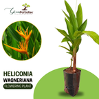 Rare Heliconia Wagneriana Live Plant Heliconia psittacorum Live Plant