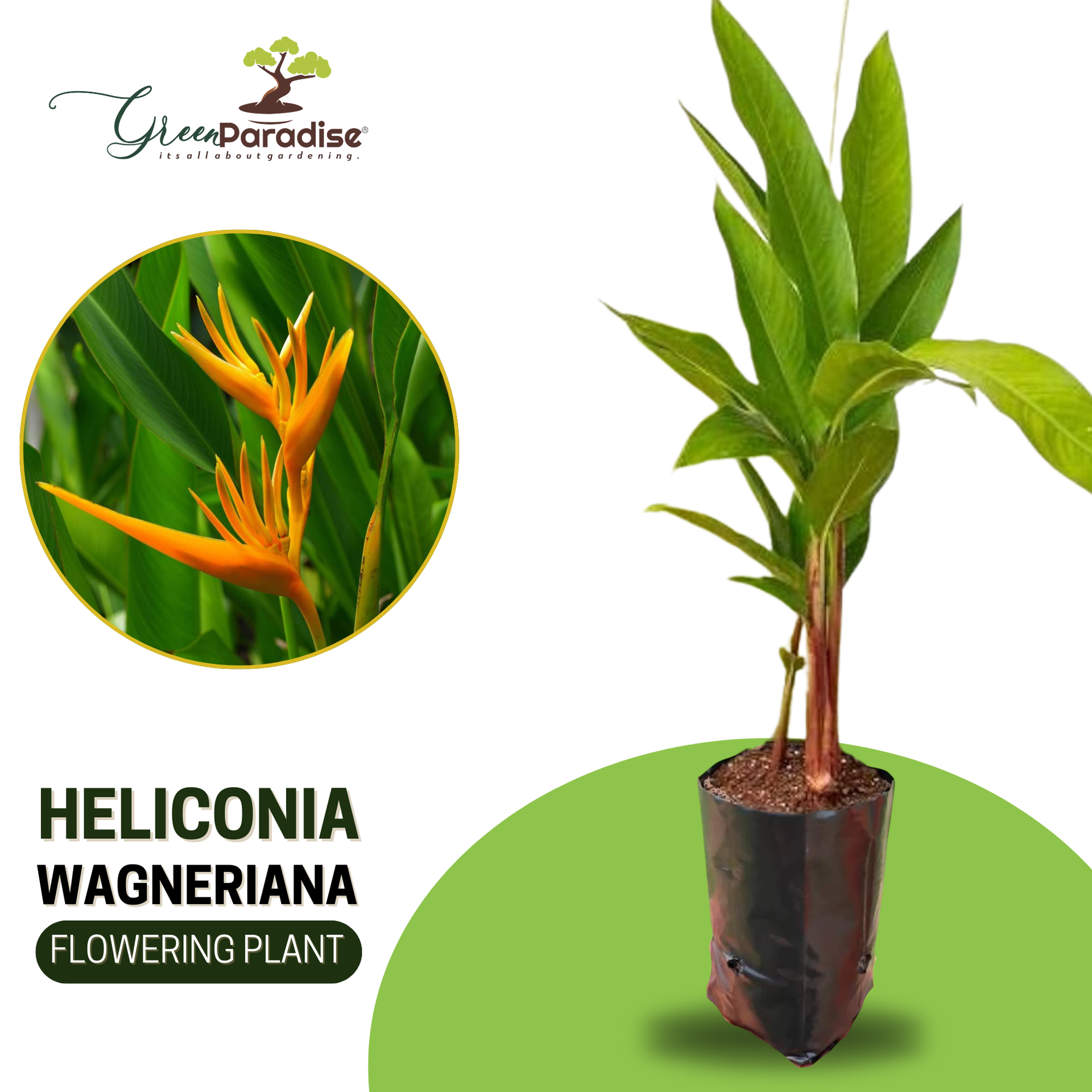 Rare Heliconia Wagneriana Live Plant Heliconia psittacorum Live Plant