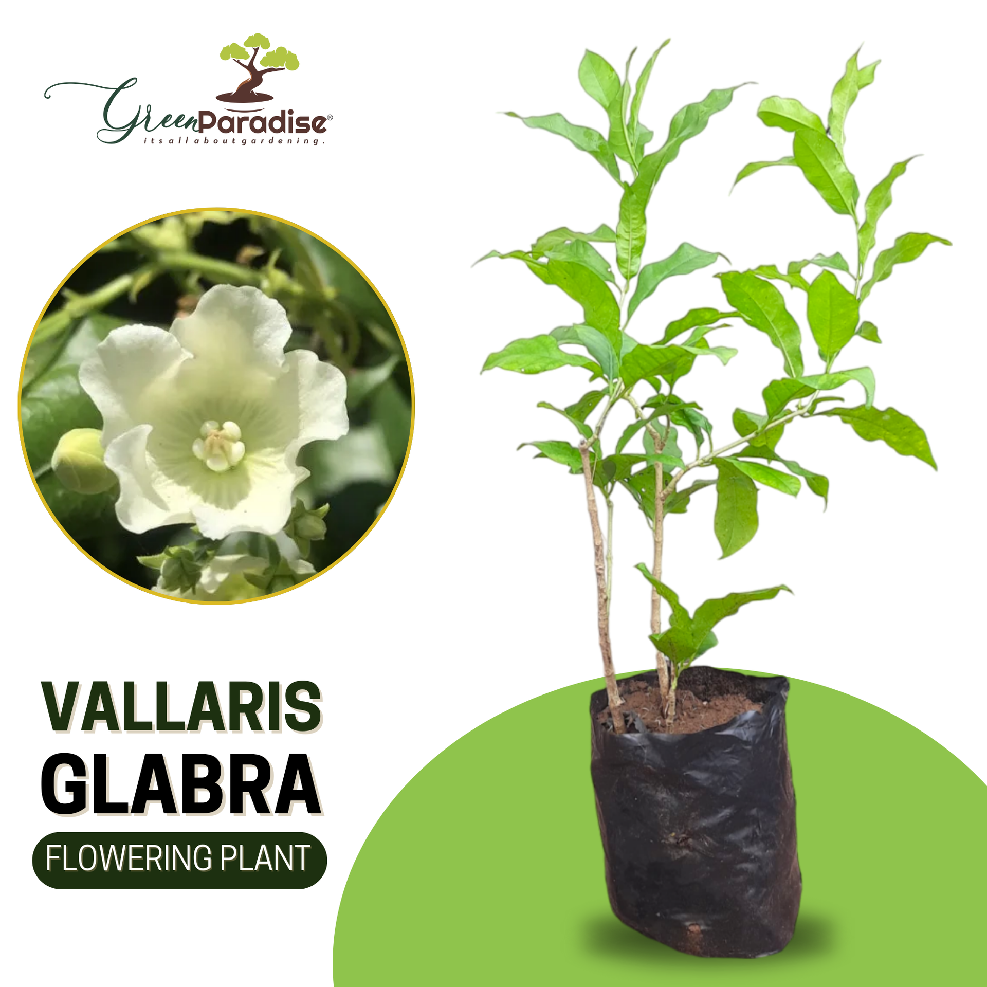 Vallaris Glabra scented flowered vine live plant bread flower vine live plant