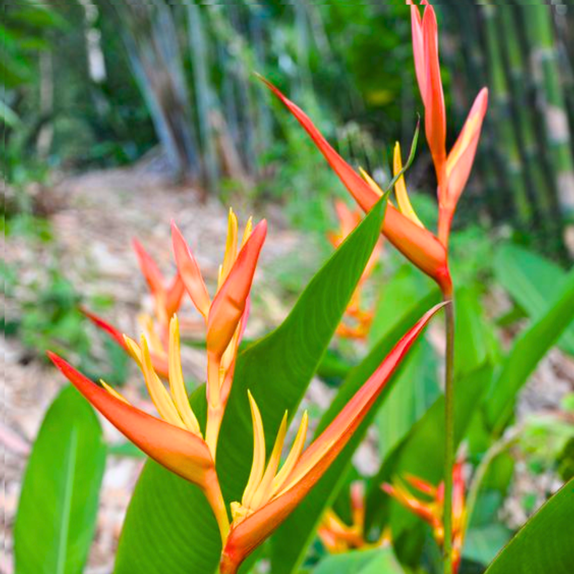 Rare Heliconia Wagneriana Live Plant Heliconia psittacorum Live Plant