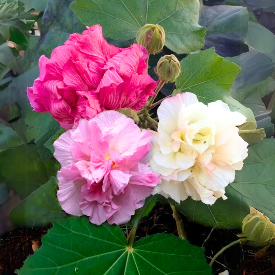 Hibiscus mutabilis Multipetal Color-Changing Hibiscus Flowering Plant – Rare Outdoor Beauty by Green Paradise®