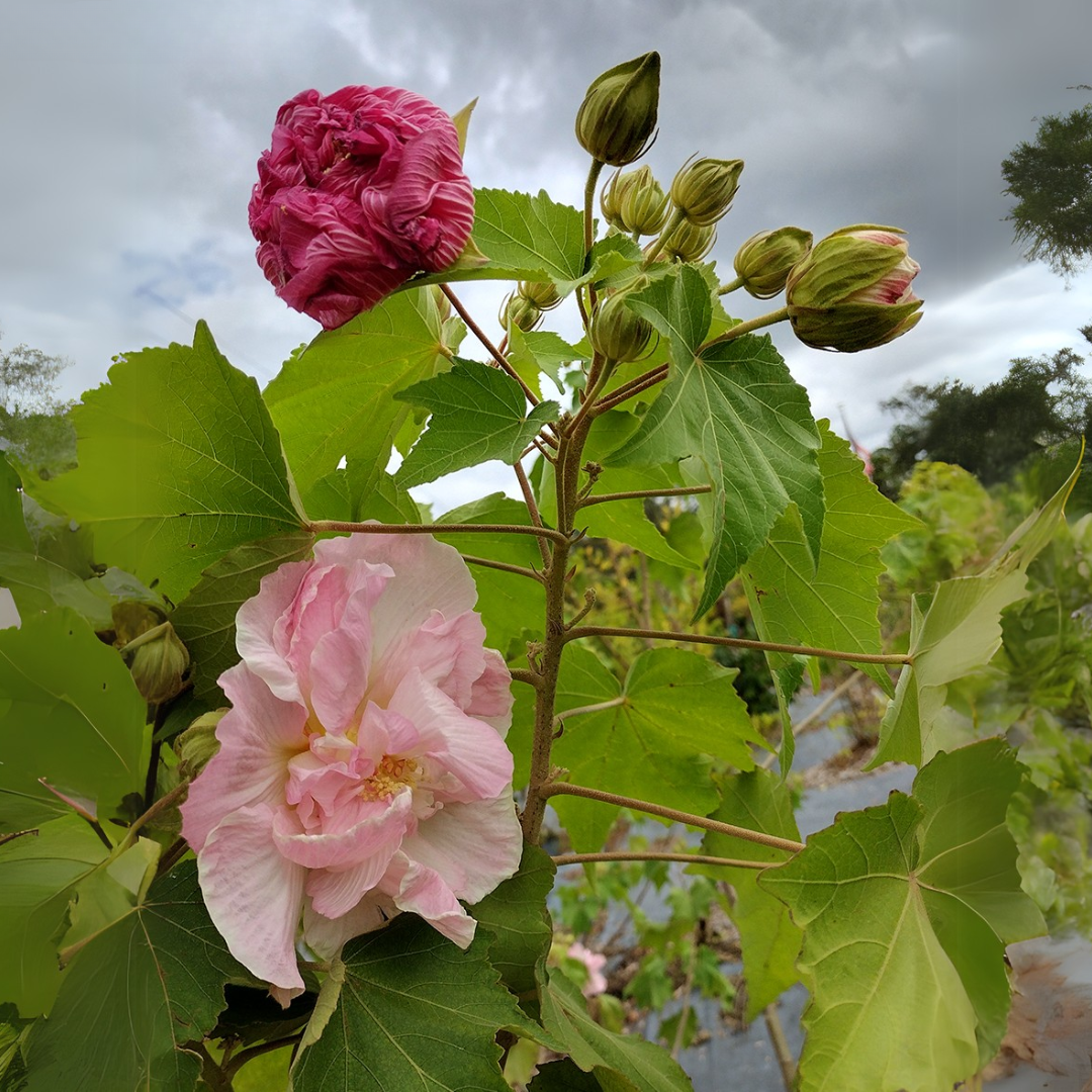 Hibiscus mutabilis Multipetal Color-Changing Hibiscus Flowering Plant – Rare Outdoor Beauty by Green Paradise®