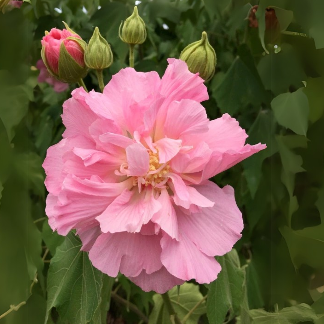 Hibiscus mutabilis Multipetal Color-Changing Hibiscus Flowering Plant – Rare Outdoor Beauty by Green Paradise®