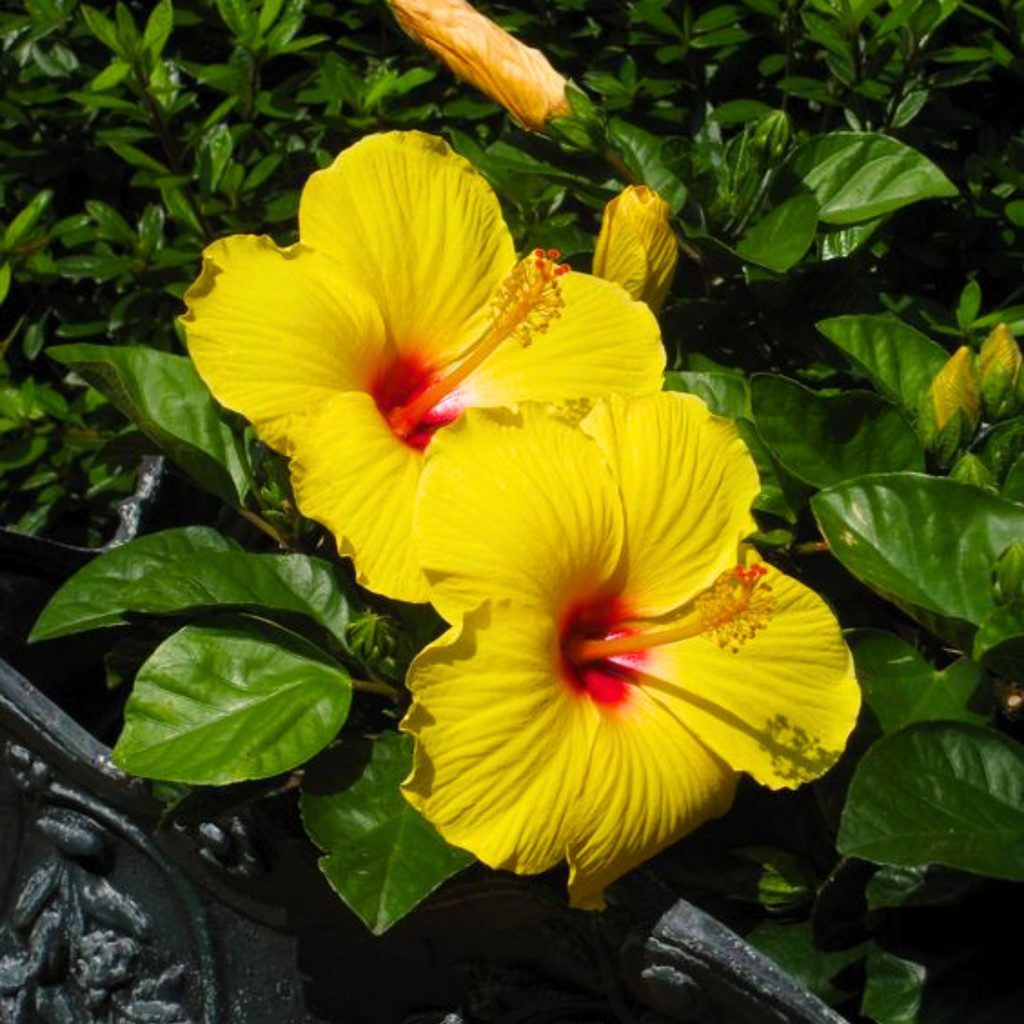 Hibiscuss yellow Dwarf
