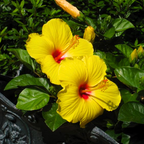 Hibiscuss yellow Dwarf