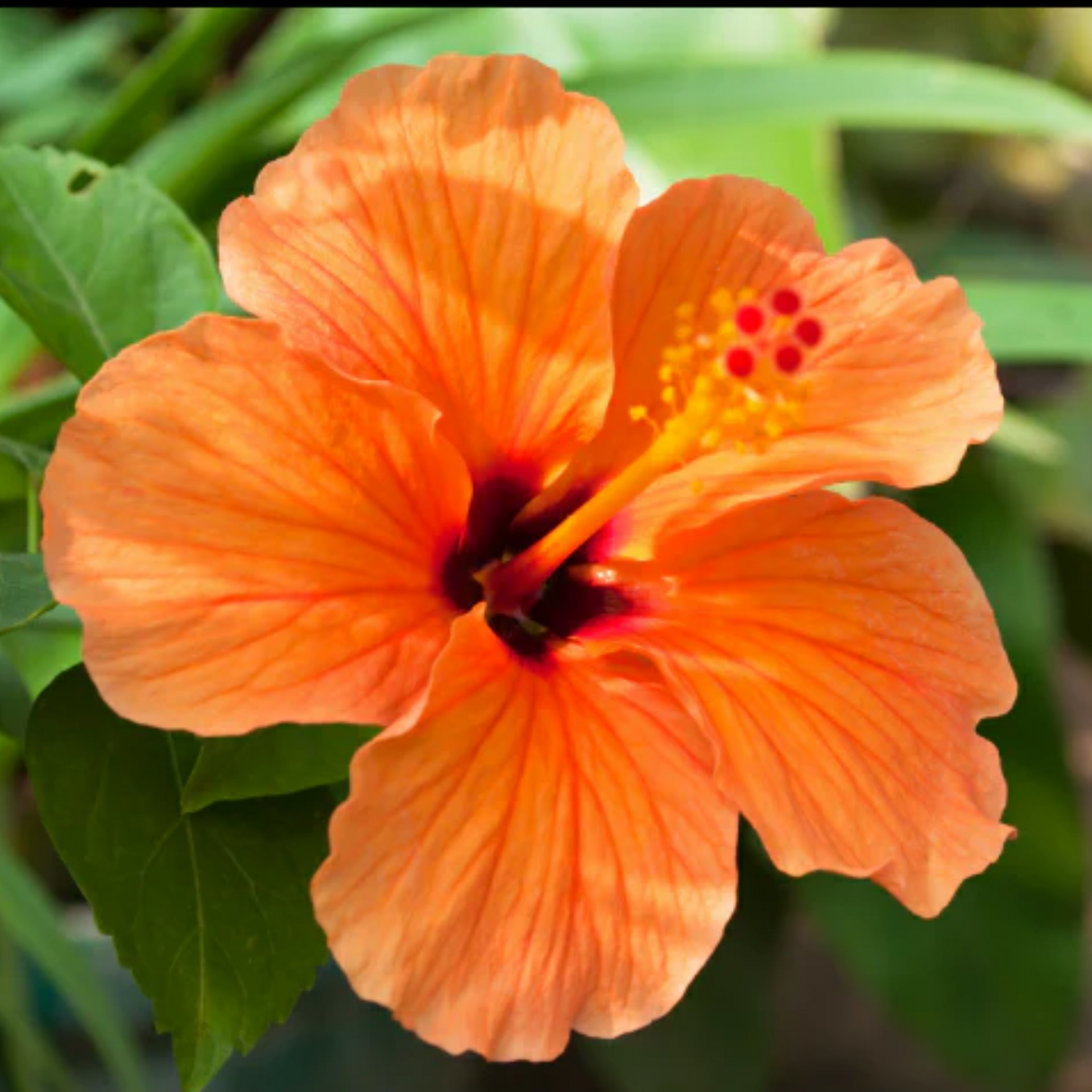 Dwarf Orange Hibiscus Live Plant