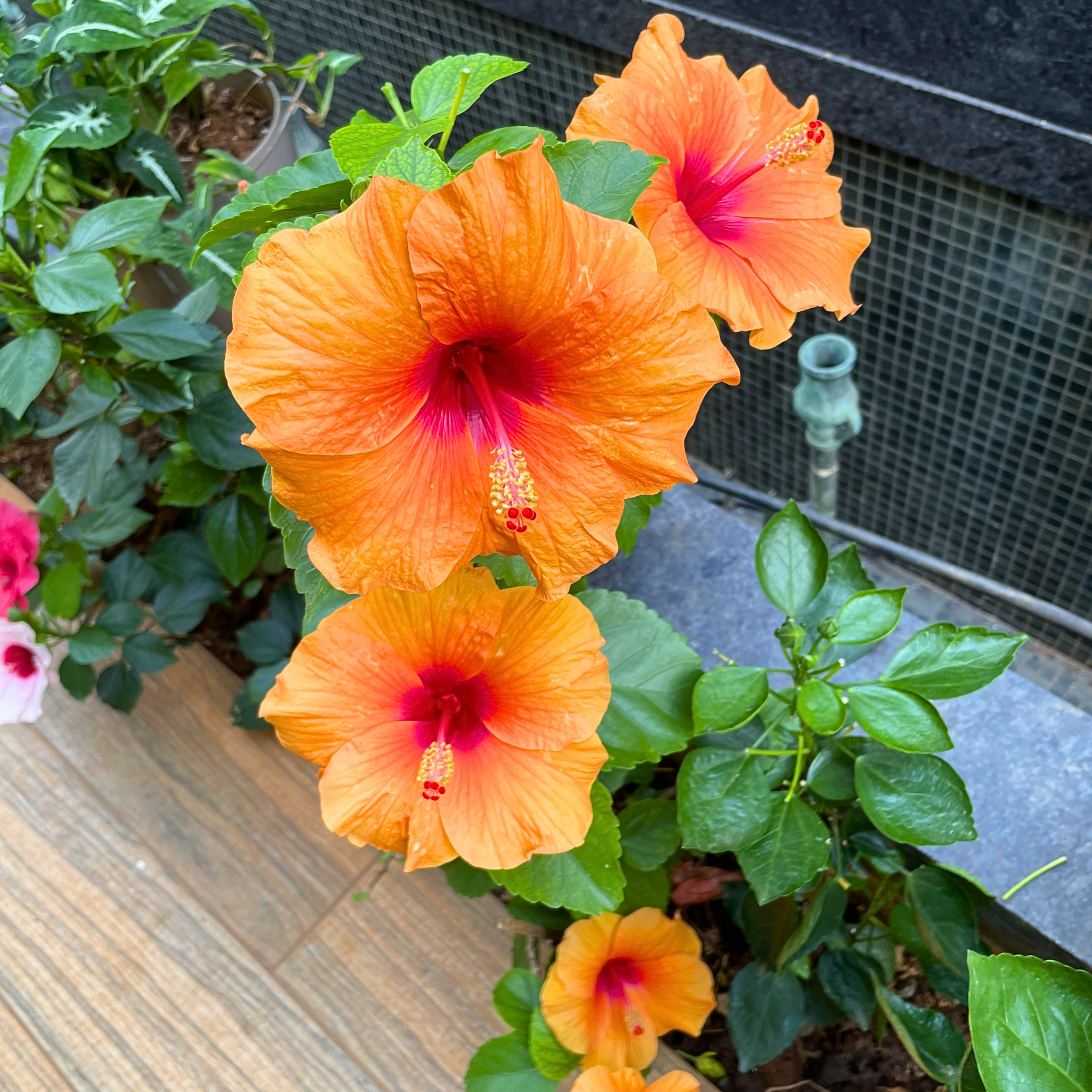 Dwarf Orange Hibiscus Live Plant