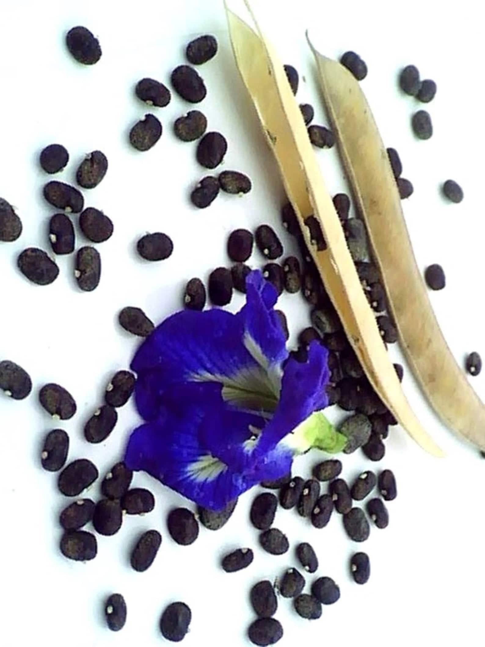 Green Paradise Clitoria Ternatea [Aparajita] Double Petal Butterfly Pea Flower [Pack of 10 Seeds]