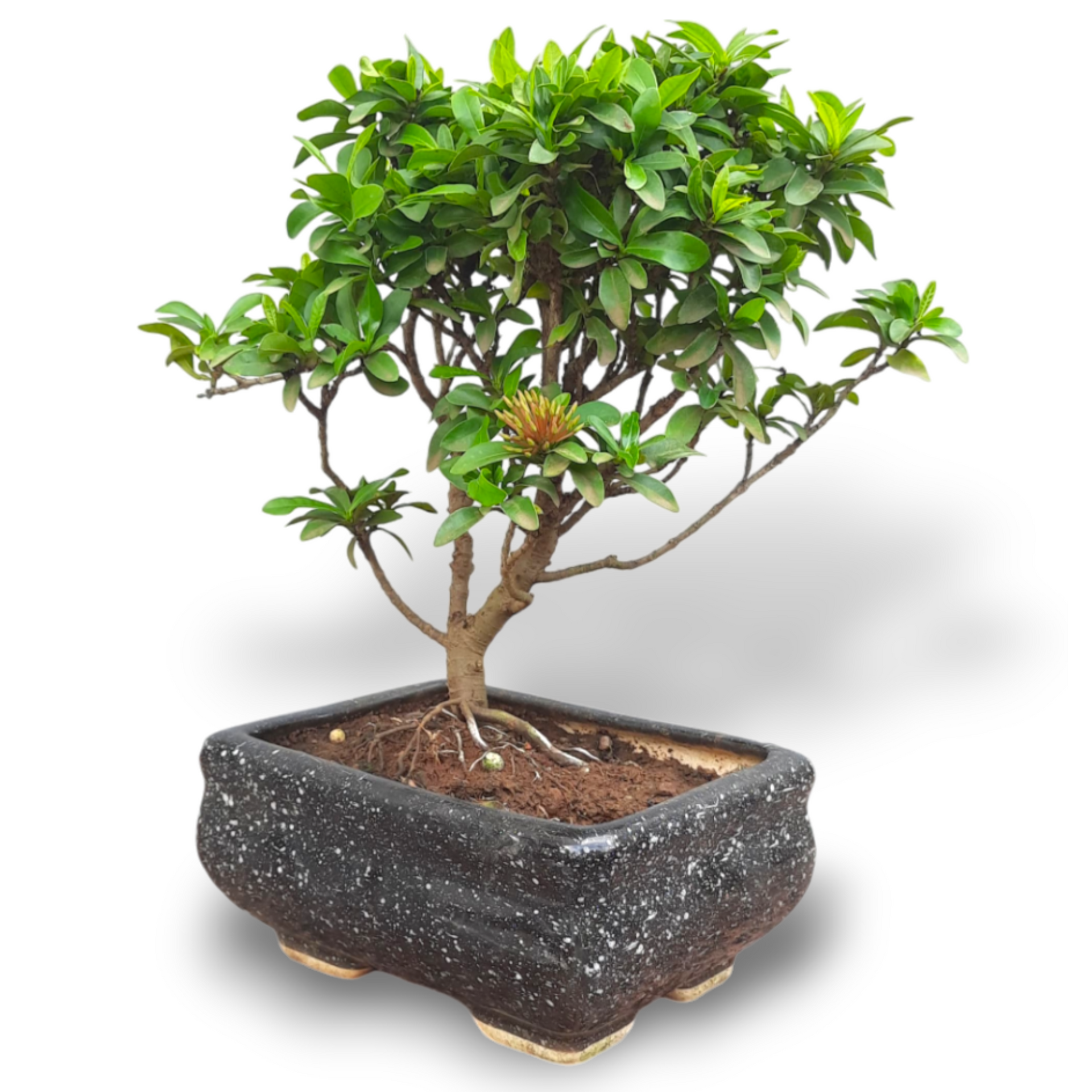 Mini Ixora Bonsai Mature And Old Tree ( Pink  ) live Bonsai tree with bonsai pot