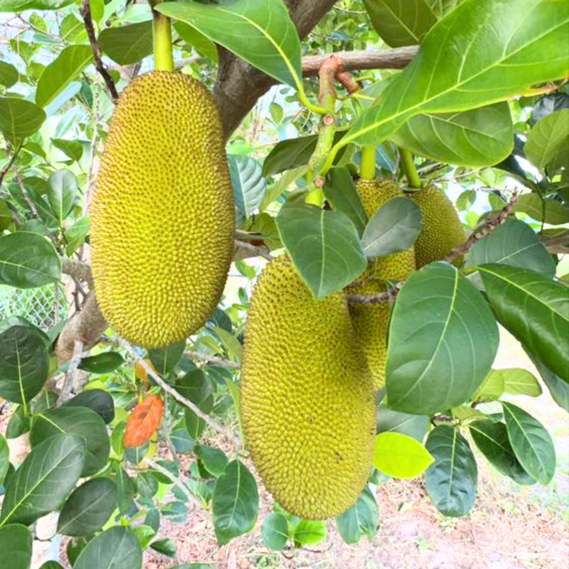 Exclusive Seedless JackFruit Live Plant