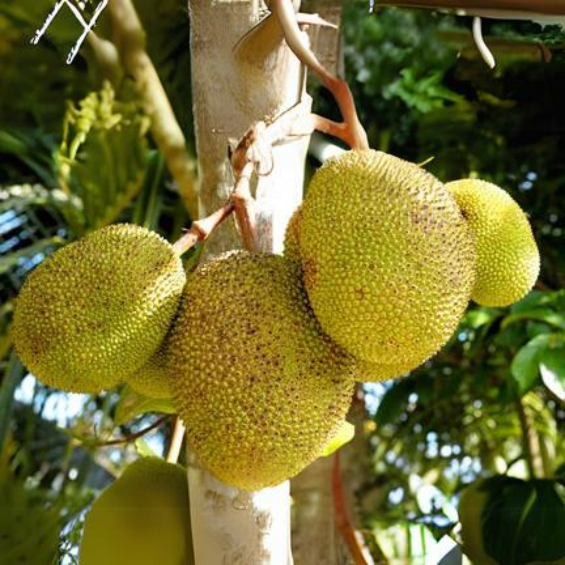 Exclusive Seedless JackFruit Live Plant