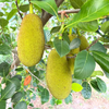 Exclusive Seedless JackFruit Live Plant