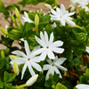 Green Paradise® Juhi Plant (Jasminum auriculatum) – Fragrant Flowering Jasmine for Home & Garden