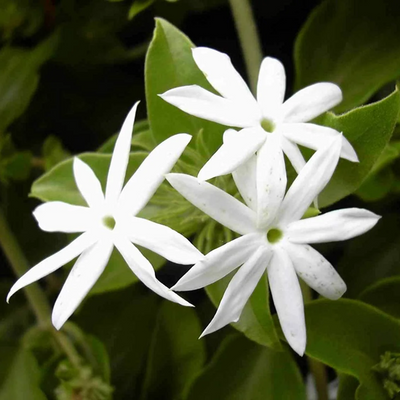Green Paradise® Juhi Plant (Jasminum auriculatum) – Fragrant Flowering Jasmine for Home & Garden