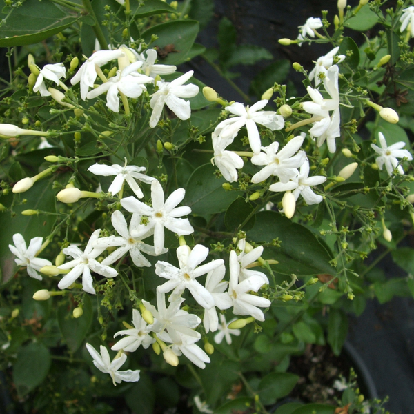 Green Paradise® Juhi Plant (Jasminum auriculatum) – Fragrant Flowering Jasmine for Home & Garden