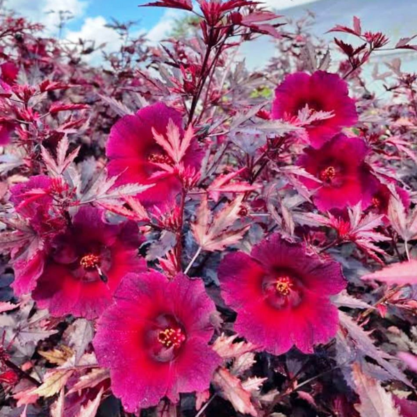 Green Paradise® Cranberry Hibiscus Plant (Hibiscus acetosella) – Ornamental Edible Plant with Burgundy Leaves