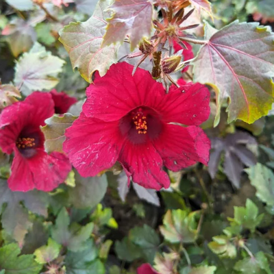 Green Paradise® Cranberry Hibiscus Plant (Hibiscus acetosella) – Ornamental Edible Plant with Burgundy Leaves