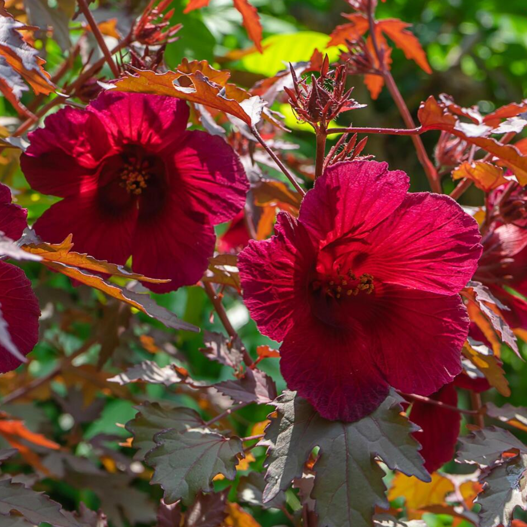 Green Paradise® Cranberry Hibiscus Plant (Hibiscus acetosella) – Ornamental Edible Plant with Burgundy Leaves