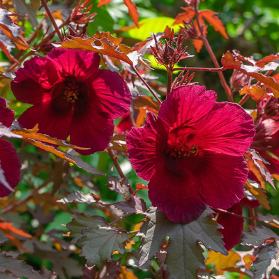 Green Paradise® Cranberry Hibiscus Plant (Hibiscus acetosella) – Ornamental Edible Plant with Burgundy Leaves