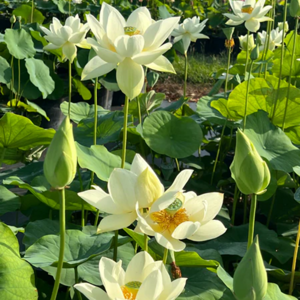 Green Paradise® White Lotus Tuber for Pond & Water Gardens – Healthy, Ready to Grow Aquatic Flower Plant Bulb