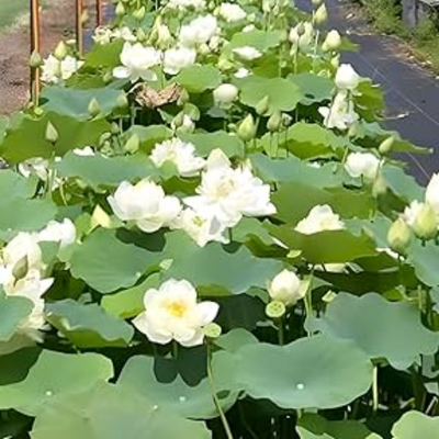 Green Paradise® White Lotus Tuber for Pond & Water Gardens – Healthy, Ready to Grow Aquatic Flower Plant Bulb