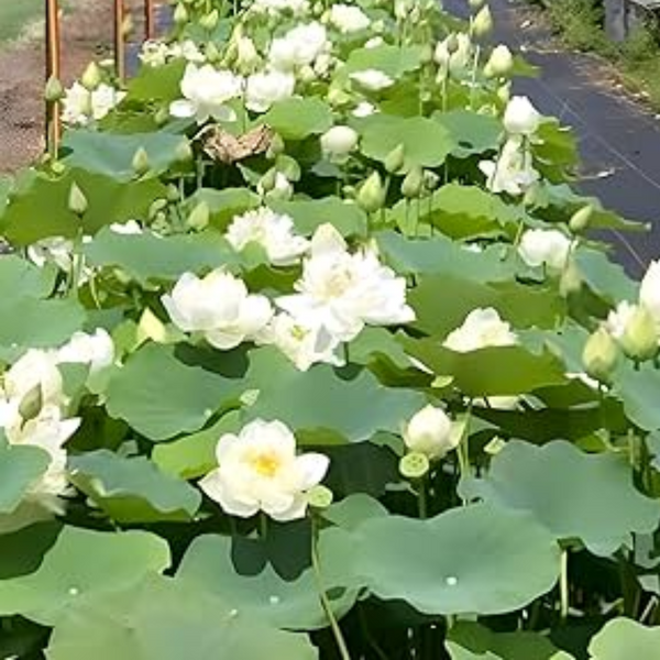 Green Paradise® White Lotus Tuber for Pond & Water Gardens – Healthy, Ready to Grow Aquatic Flower Plant Bulb