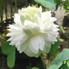 Green Paradise® White Lotus Tuber for Pond & Water Gardens – Healthy, Ready to Grow Aquatic Flower Plant Bulb