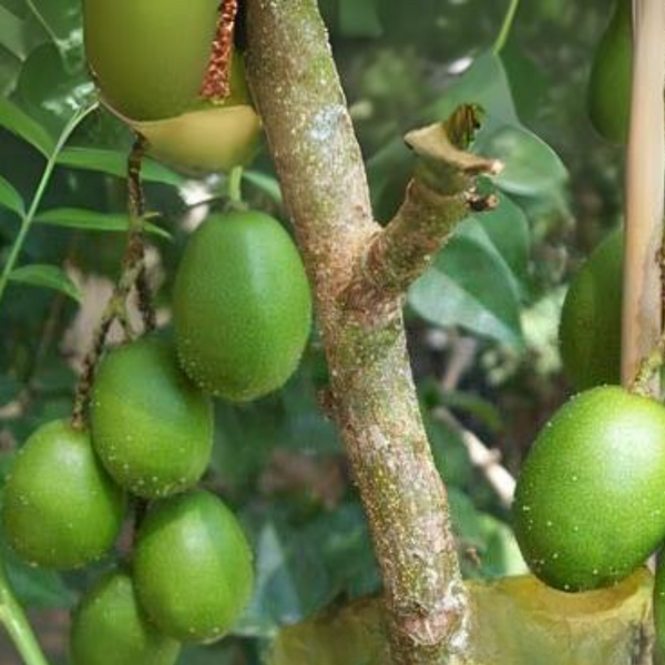 Live June Plum Plant Suitable For Bonsai