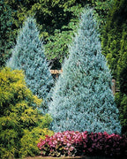 Green Paradise® Wichita Blue Juniper Live Plants
