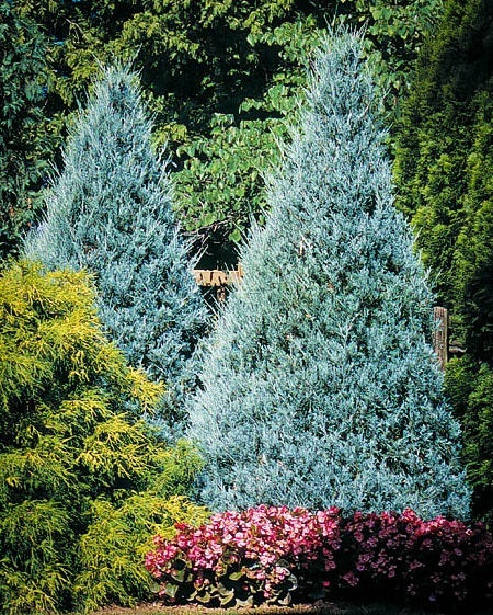 Green Paradise® Wichita Blue Juniper Live Plants