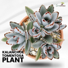 Kalanchoe Tomentosa Succulent Panda Paw Live Plant With Pot