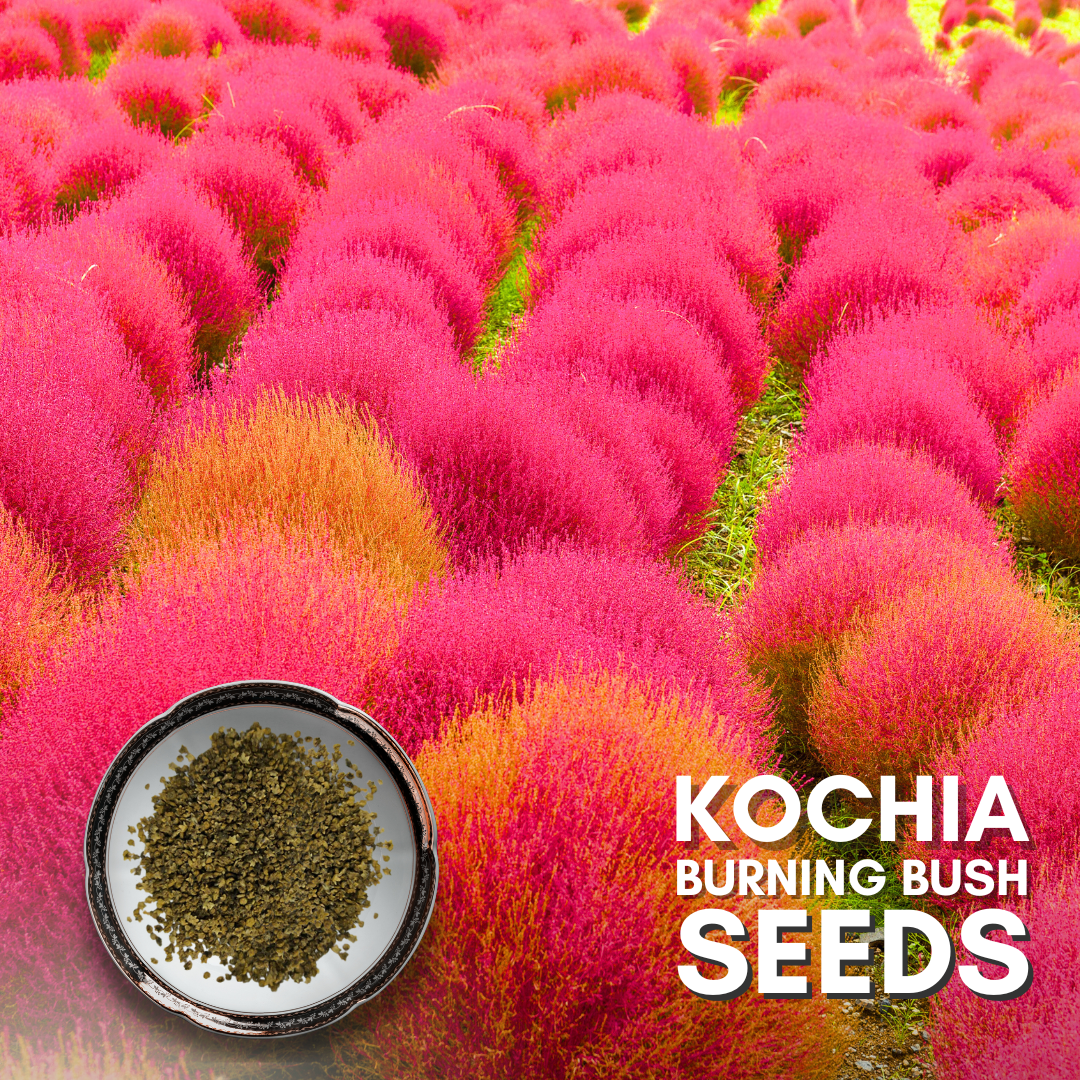 Green Paradise® Kochia Burning Bush Seeds Pack